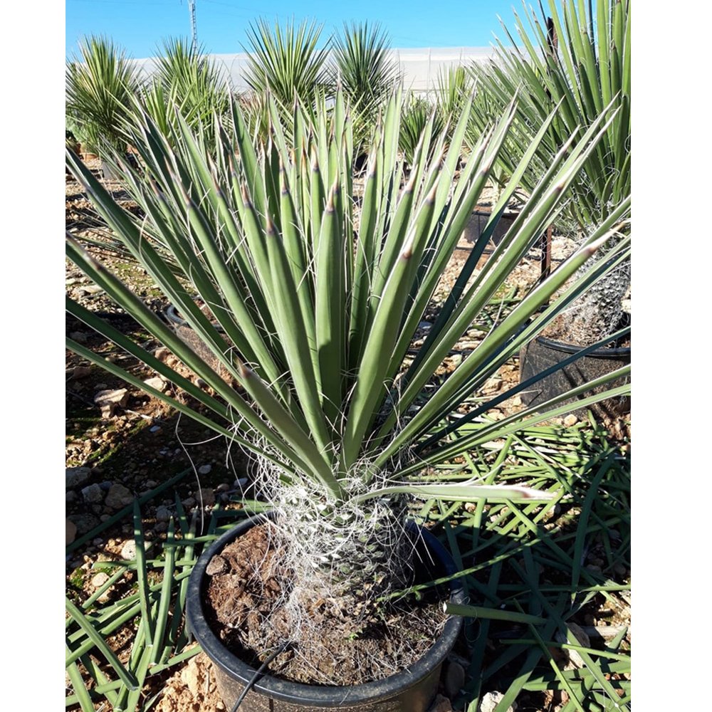 JMS 5Pcs Yucca Potosina Garden Potted Plants - Seeds