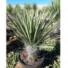 JMS 5Pcs Yucca Potosina Garden Potted Plants - Seeds