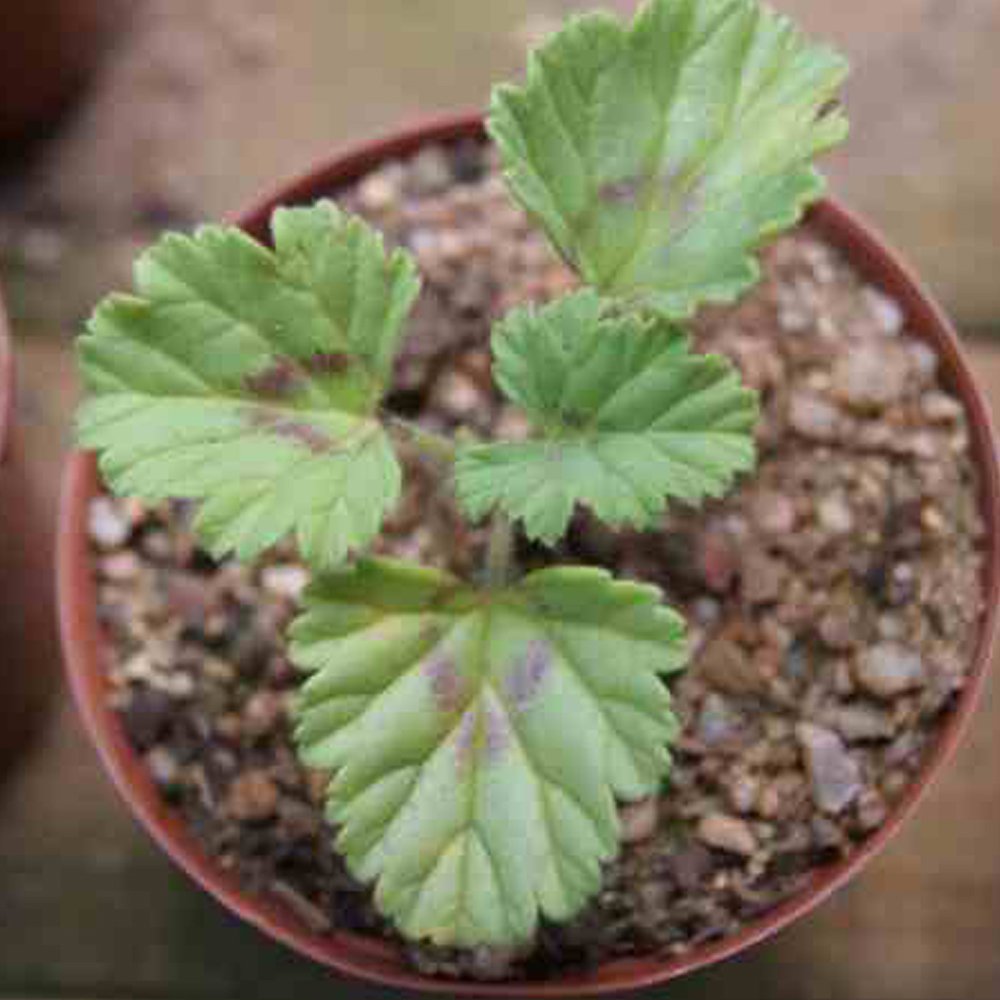 JMS 5Pcs Pelargonium Mollicomum Garden Potted Plants - Seeds
