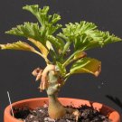 JMS 5Pcs Pelargonium Laxum Garden Plants - Seeds