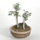 JMS 5Pcs Commiphora Mollis - Potted Plants Burseraceae Seeds