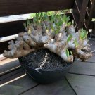 JMS 5Pcs Pachypodium Densiflorum Var. Densiflorum Succulent Caudex - Potted Plants Seeds