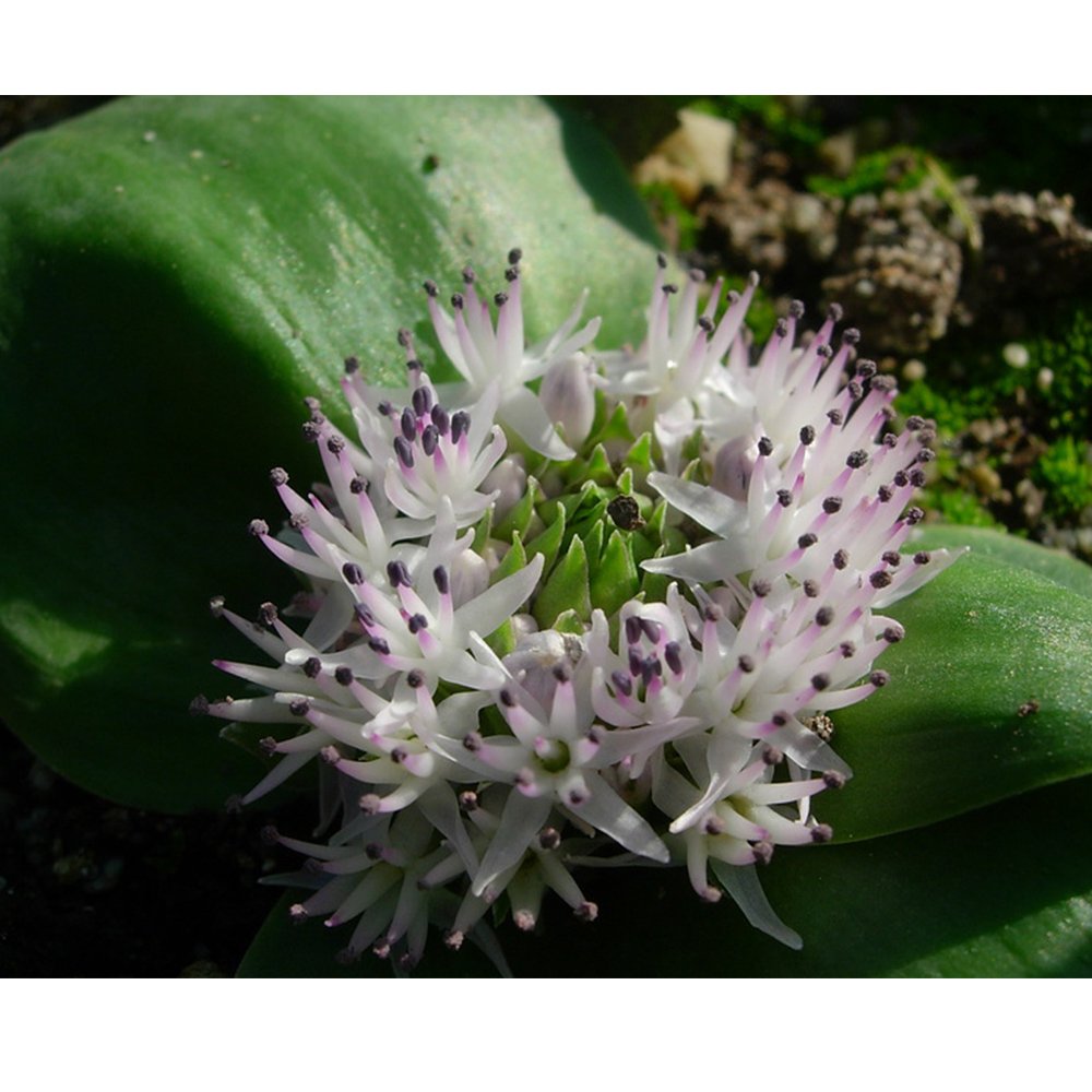 JMS 10Pcs Massonia Echinata Succulent Plants - Seeds