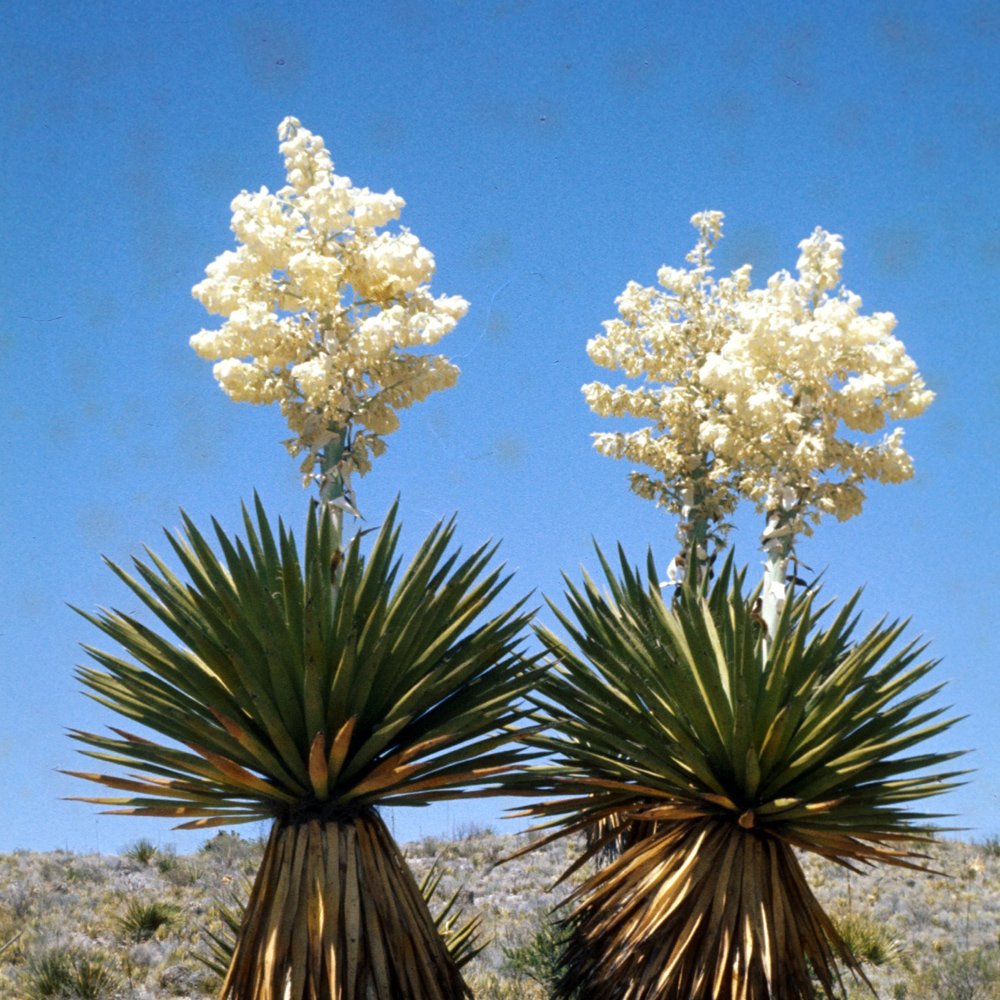 JMS 10Pcs Yucca Carnerosana Palm Trees Garden Plants - Seeds