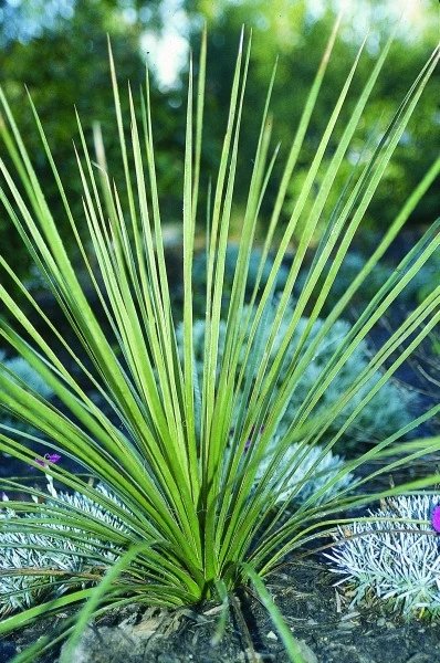 JMS 10Pcs Yucca Campestris  Quilted Yucca Garden Plants - Seeds