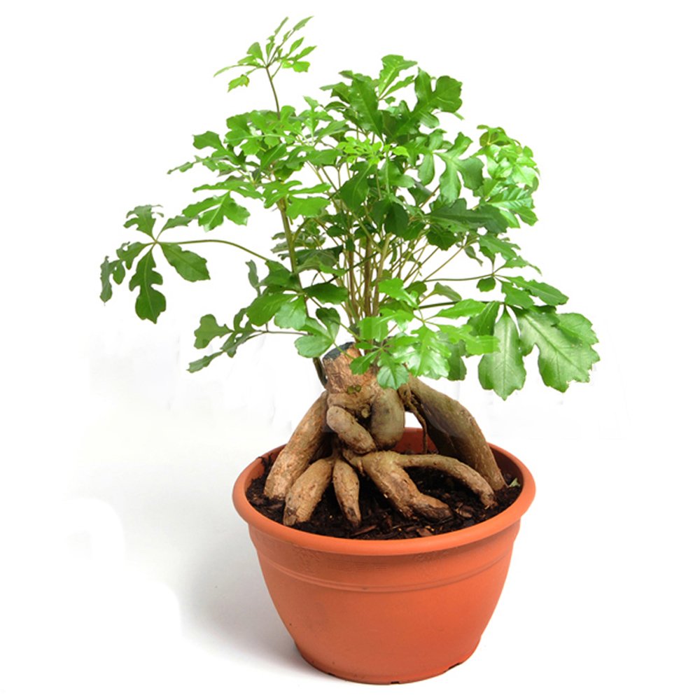 JMS 10Pcs Cussonia Spicata - Tree Garden Plant - Seeds Potted Plant
