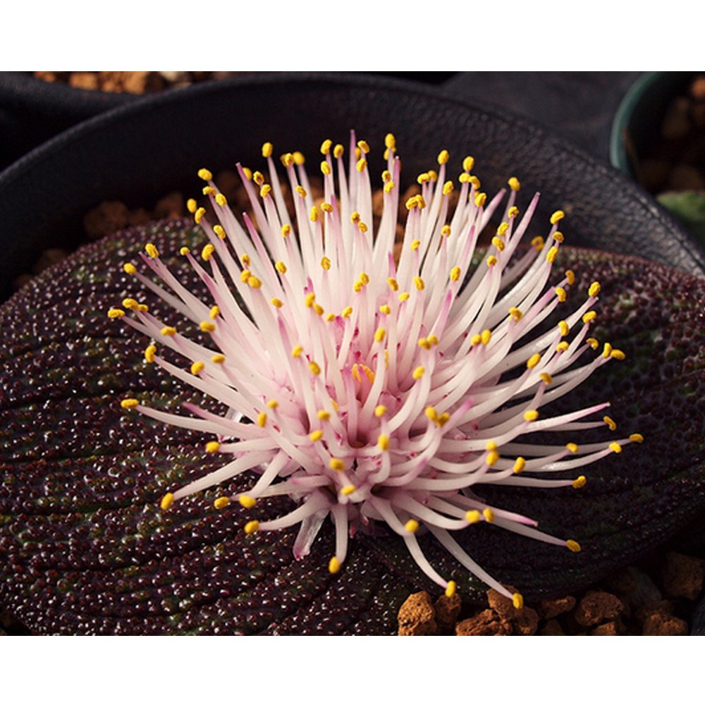 JMS 10Pcs Massonia Pustulata Seeds Purple Succulent Plants Blistered Massonia Seeds