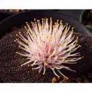 JMS 10Pcs Massonia Pustulata Seeds Purple Succulent Plants Blistered Massonia Seeds