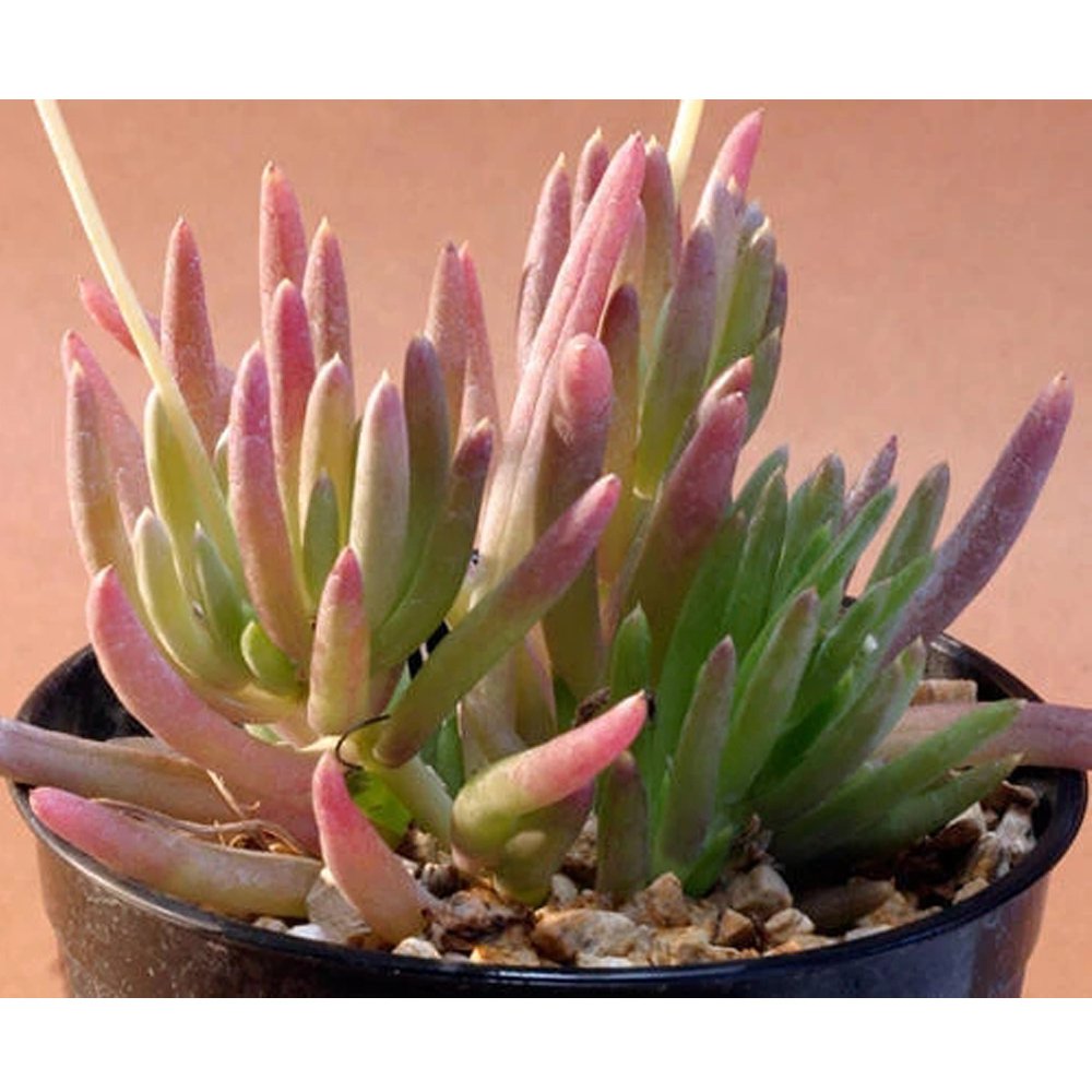 JMS 10Pcs Othonna Carnosa Seeds Rare Potted Plant Succulent