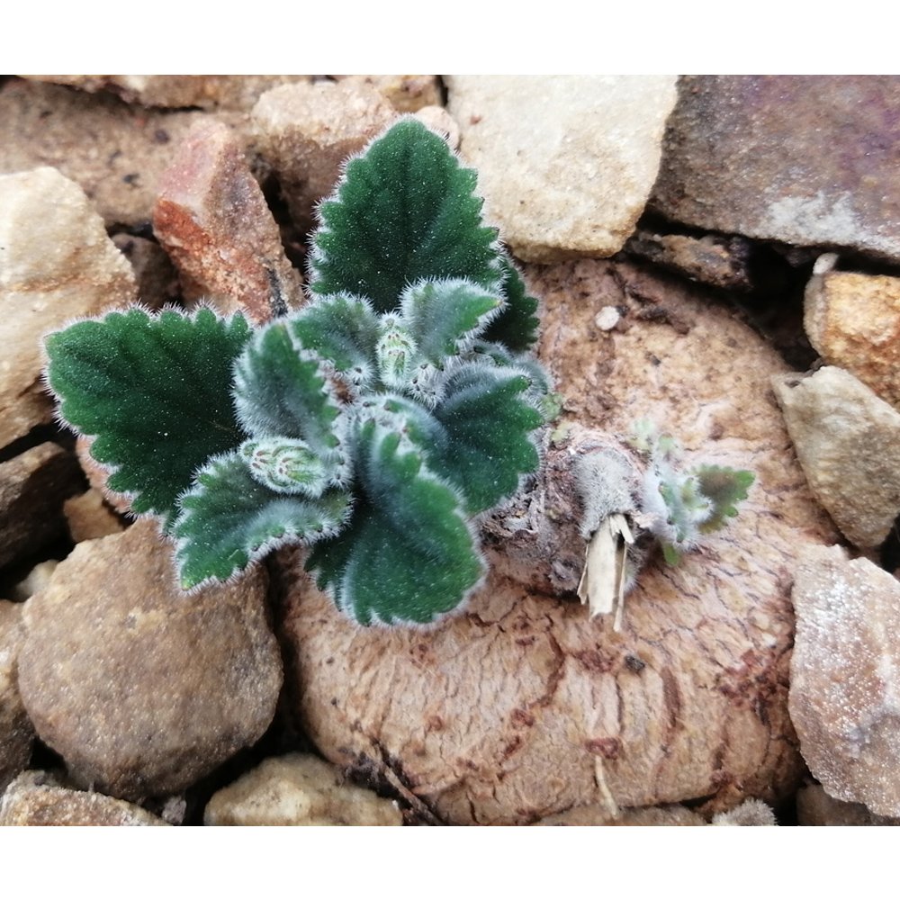 JMS 10Pcs Sinningia Iarae Seeds Rare Potted Plant Succulent