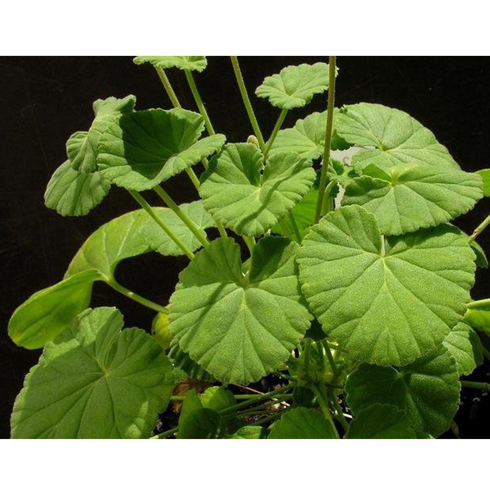 JMS 5Pcs Pelargonium Worcesterae Seeds Rare Potted Plant