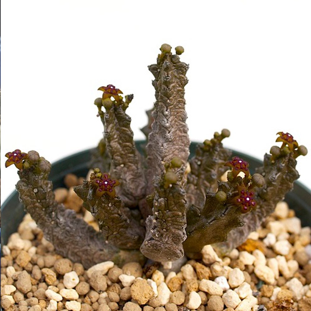 JMS 2Pcs Pseudolithos Mccoyi Seeds Rare Potted Plant