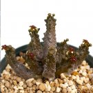 JMS 2Pcs Pseudolithos Mccoyi Seeds Rare Potted Plant