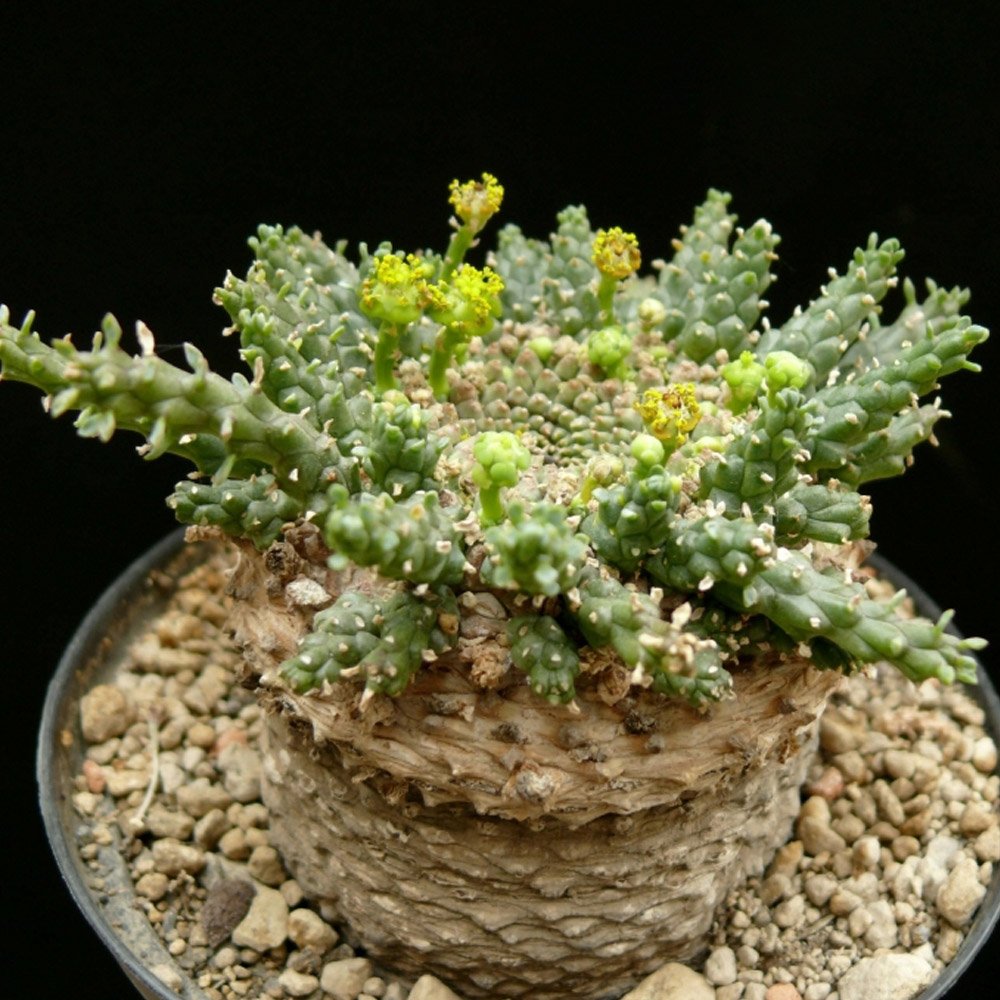 JMS 5Pcs Euphorbia Gorgonis Seeds Rare Root Block Potted Plant