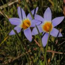 JMS 5Pcs Romulea Tabularis * Beautiful Flowers * 5 Seeds * Rare *