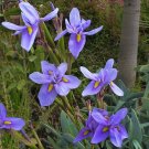 JMS 5Pcs Moraea Polystachya * Beautiful Purple Flowers * 5 Seeds * Rare *