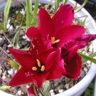 JMS 5Pcs Geissorhiza Inflexa Seeds Beautiful Red Flowers