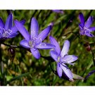 JMS 5Pcs Geissorhiza Aspera Seeds Beautiful Flowers