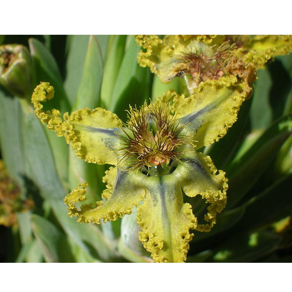 JMS 5Pcs Ferraria Variabilis Seeds Iridaceae Pretty Flowers