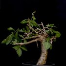 JMS 5Pcs Commiphora Bruceae Seeds Burseraceae Plant