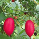 JMS 5Pcs Ibervillea Tenuisecta Seeds Cucurbitaceae Plant