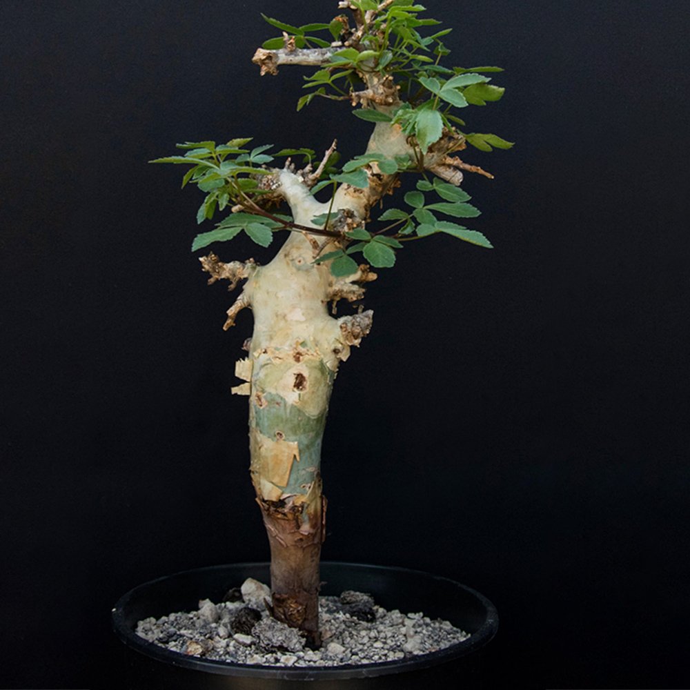 JMS 2Pcs Commiphora Pseudopaoli Seeds Burseraceae Plant