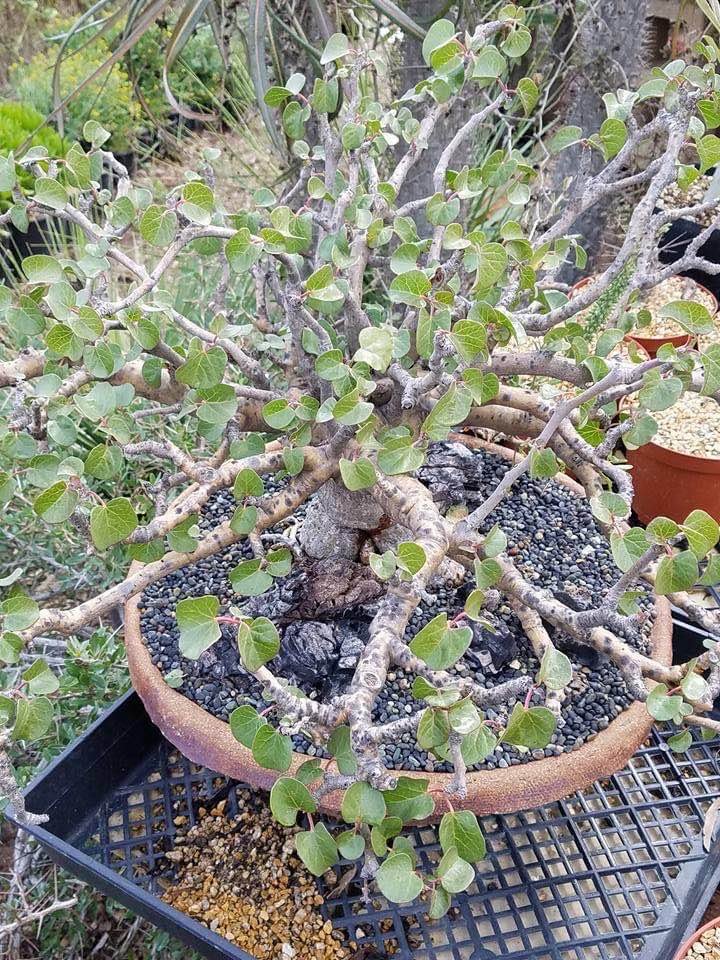 JMS 2Pcs Jatropha Cinerea Tree Seeds Ornamental Plant Park