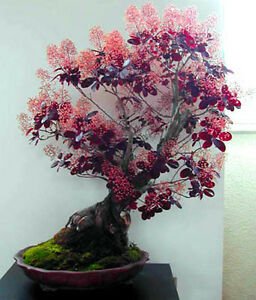 JMS 5Pcs Cotinus Coggygria Scumpia Smoke Tree Shrub Seeds Ornamental Plant Park
