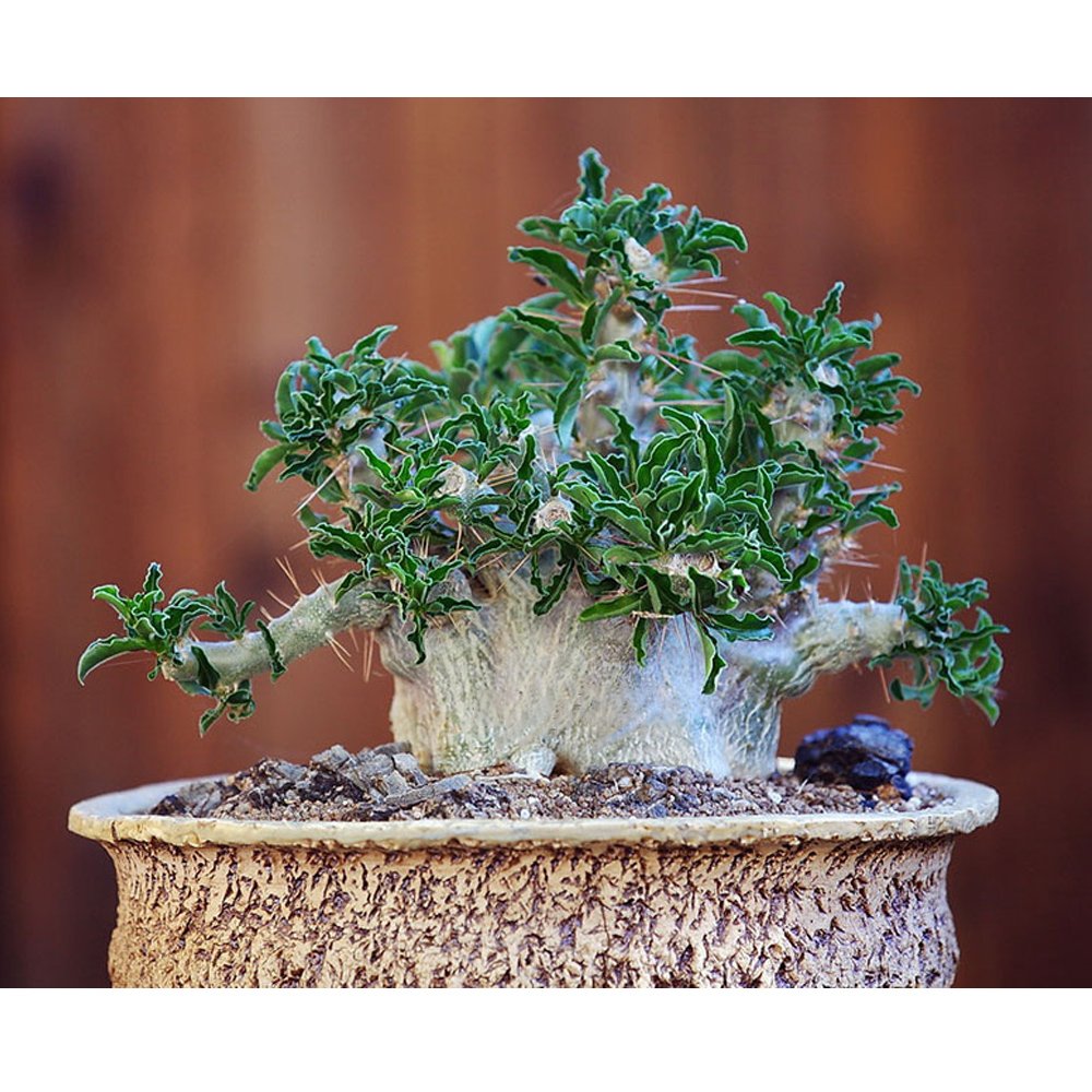 JMS 5Pcs Seeds Pachypodium Saundersii , Rare, Bonsai Plant