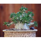 JMS 5Pcs Seeds Pachypodium Saundersii , Rare, Bonsai Plant