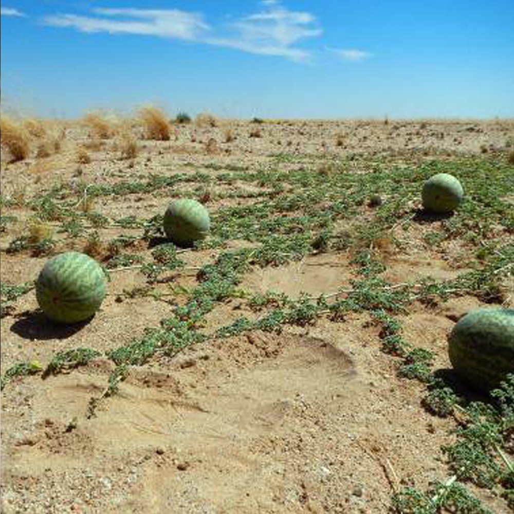 JMS 5Pcs Seeds Citrullus Lanatus Var. Citroides , Watermelon Genus Of Cucurbitaceae Plant