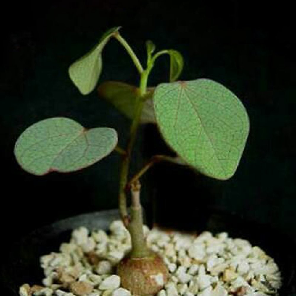 JMS 5Pcs Seeds Adenia Isaloensis , Rare, Bonsai Plant