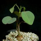 JMS 5Pcs Seeds Adenia Isaloensis , Rare, Bonsai Plant