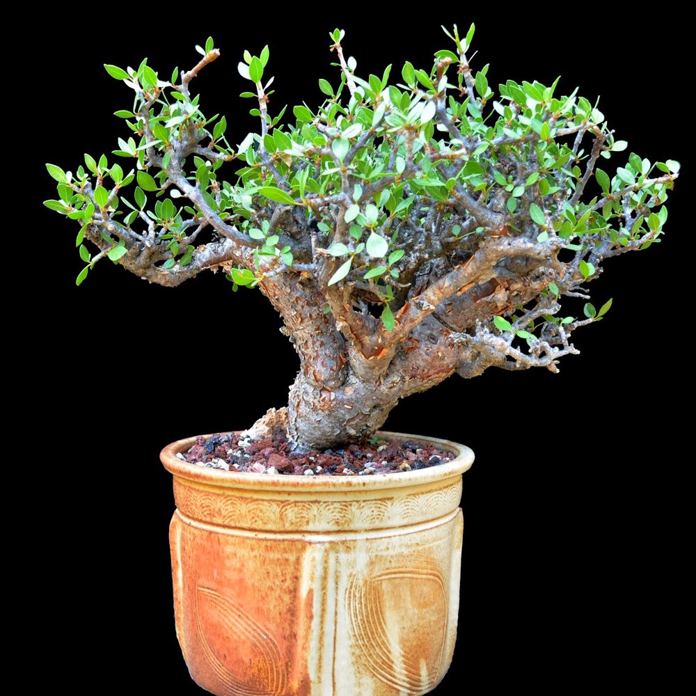 JMS 2Pcs Seeds Bursera Schlechtendalii , Rare, Bonsai Plant, Burseraceae