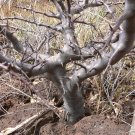 JMS 2Pcs Commiphora Rostrata, Rare, Bonsai, Frankincense, Succulent Plant, Burseraceae
