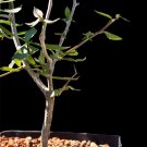 JMS 5Pcs Commiphora Schimperi Seeds Rare Plants