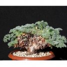 JMS 5Pcs Pelargonium Appendiculatum Seeds Rare Plants