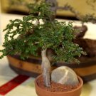 JMS 5Pcs Operculicarya Borealis Seeds Bonsai Plant