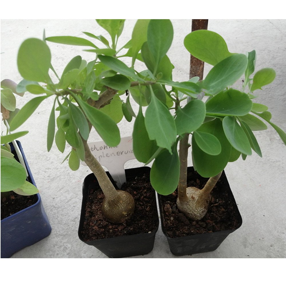 JMS 10Pcs Othonna Triepneriana Seeds Bonsai Plant Rare Succulents
