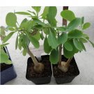 JMS 10Pcs Othonna Triepneriana Seeds Bonsai Plant Rare Succulents