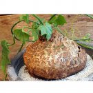 JMS 2Pcs Cyclantheropsis Parviflora Seeds Bonsai Plant