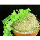 JMS 2Pcs Ibervillea Sonorensis Seeds Bonsai Plant