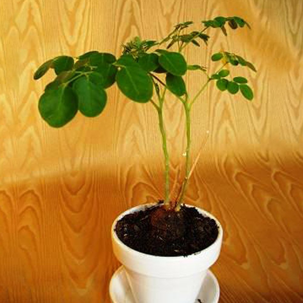 JMS 2Pcs Moringa Borziana Seeds Bonsai Plant