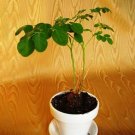 JMS 2Pcs Moringa Borziana Seeds Bonsai Plant