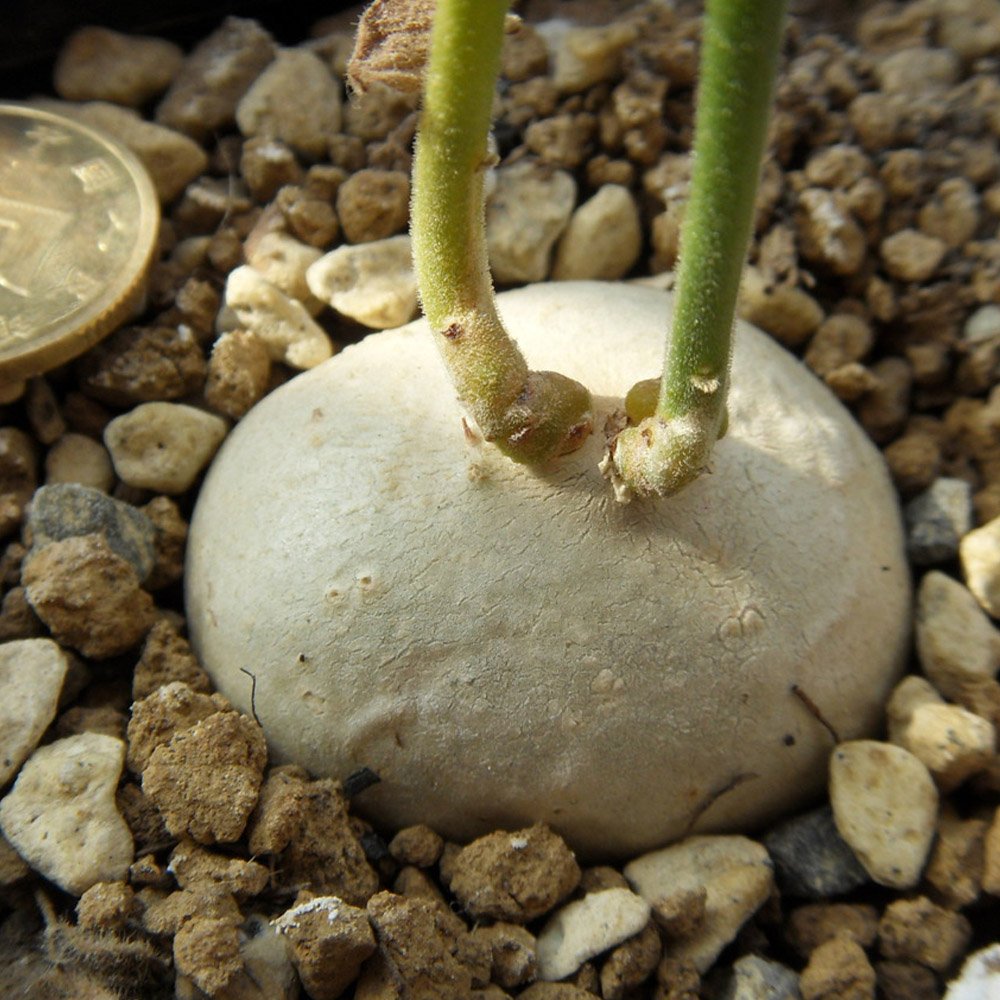 JMS 2Pcs Gerrardanthus Macrorrhizus Seeds Rare Succulents