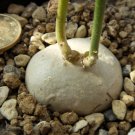 JMS 2Pcs Gerrardanthus Macrorrhizus Seeds Rare Succulents