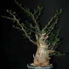 JMS 2Pcs Operculicarya Decaryi JMS Seeds Good Bonsai Plants