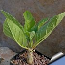JMS 2Pcs Sesamothamnus Rivae JMS Seed Bonsai Ornamental Plants