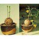JMS 10Pcs Talinum Caffra JMS Seed