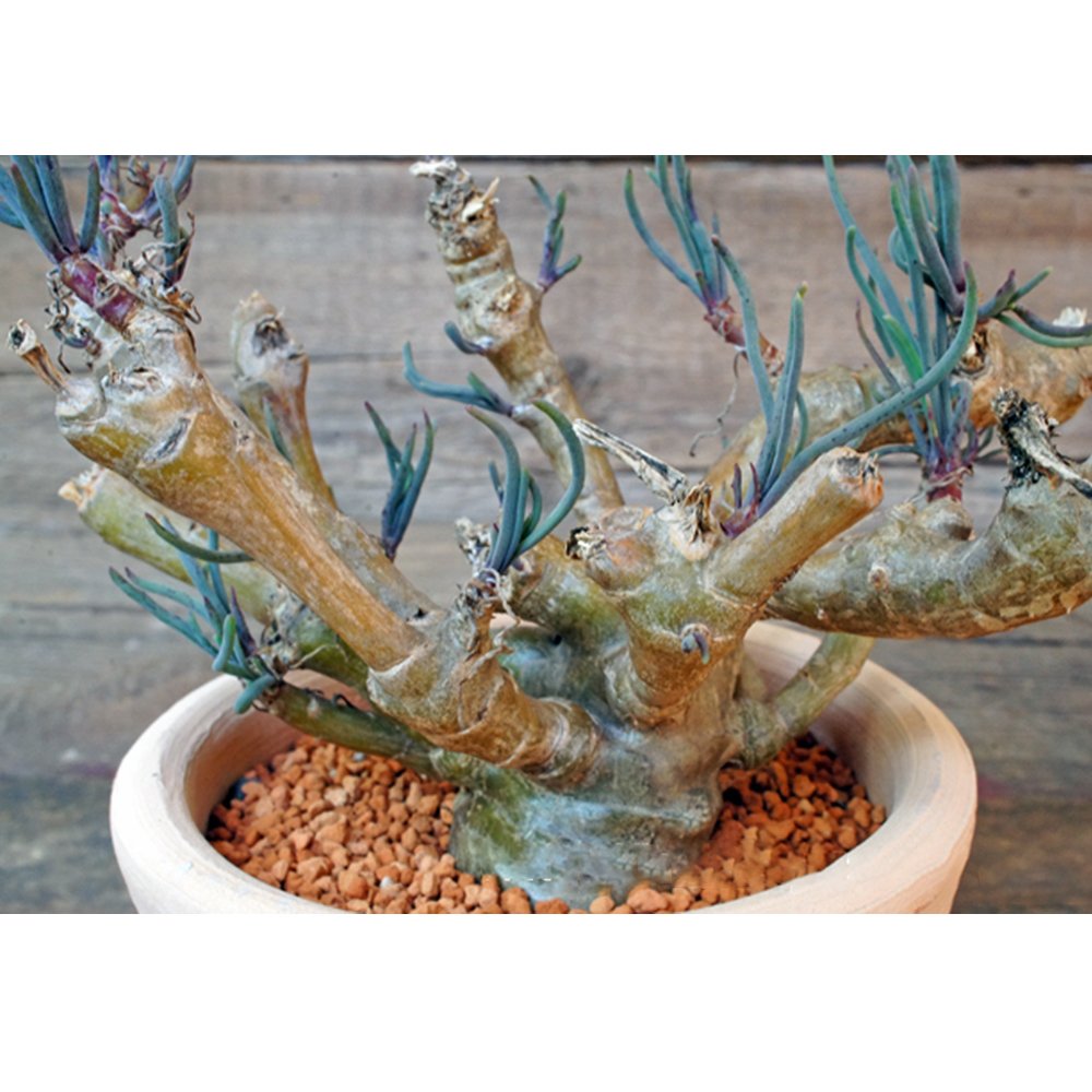 JMS 10Pcs Othonna Protecta JMS Seed